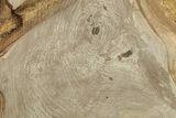 Polished Petrified Wood Round - Sweet Home, Oregon #214943-1